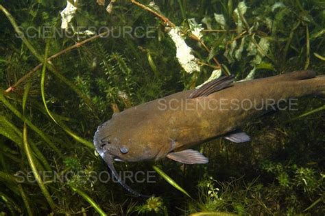 Photograph | Brown Bullhead Catfish | Science Source Images