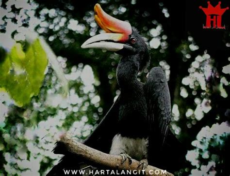 Filosofi Burung Enggang Bagi Masyarakat Suku Dayak Harta Langit