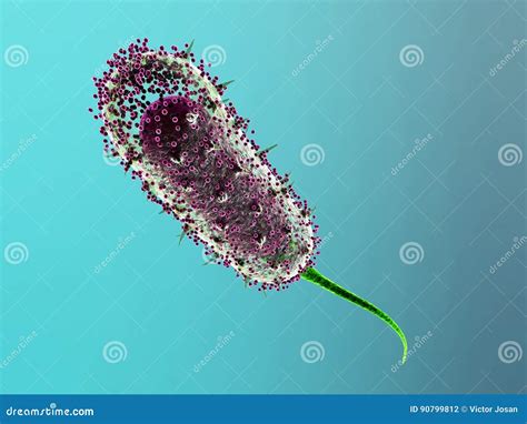 Bacteria Virus Cell D Stock Illustrations Bacteria Virus Cell