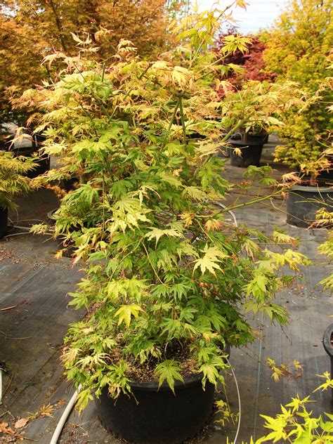 Buy Acer Palmatum White Peaches Japanese Maple