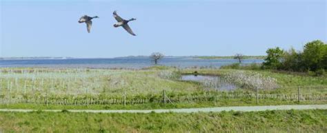 Abberton Reservoir Visitor Centre (Layer de la Haye) - 2020 All You ...