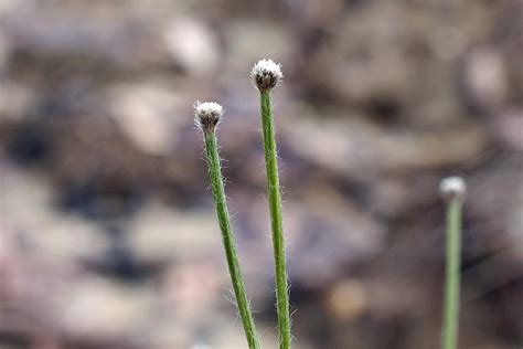 Whitehead Bogbutton Lachnocaulon Anceps Plants Shrubs Grass