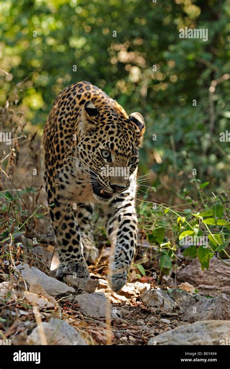 Leopard Stalking In Ranthambhore Tiger Reserve Stock Photo Alamy