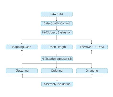 Hi C Based Genome Assembly