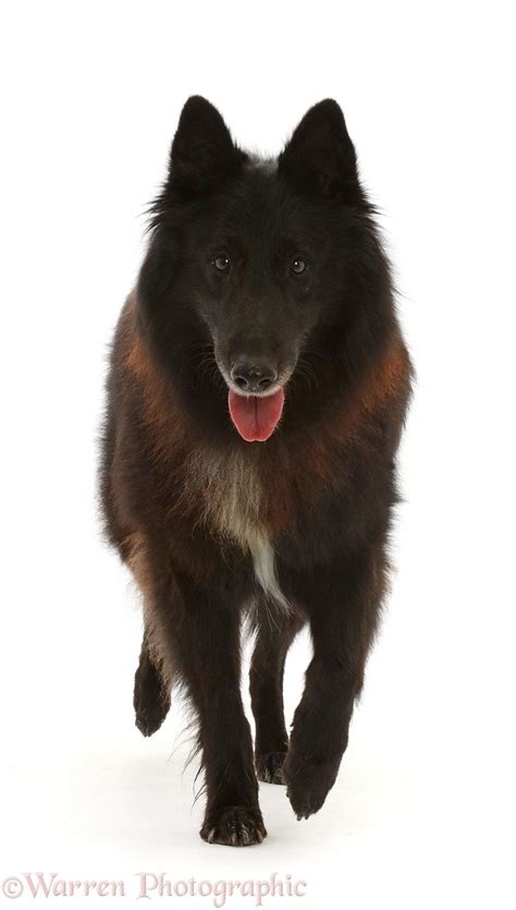 Black Belgian Shepherd Dog (Groenendael) photo WP48624