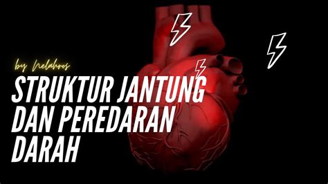 Struktur Jantung Dan Jalur Peredaran Darah Peredaran Darah Manusia