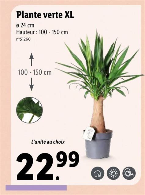 Promo Plante Verte Xl Chez Lidl