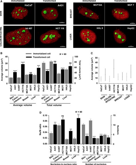 Nucleolus Size And Number Alters In Transformed Cell Lines Compared To