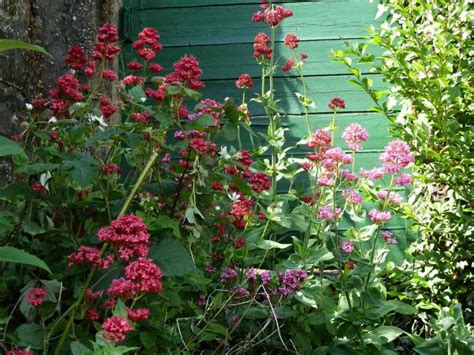 Centranthus ruber - Red Valerian - HubPages