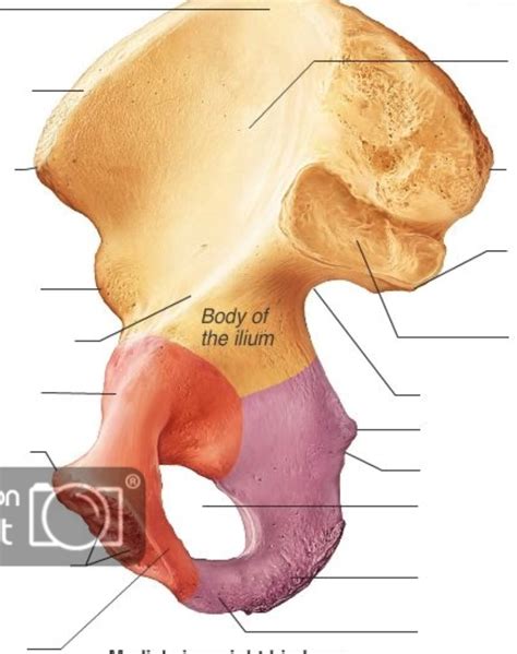 Coxal Bone Posterolateral Diagram Quizlet