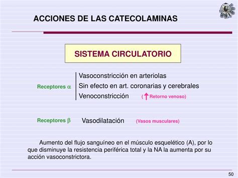 Ppt Las Glándulas Adrenales Powerpoint Presentation Free Download Id 3840689