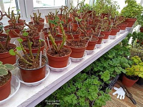 Обрезка пеларгонии. Весенняя обрезка пеларгонии. | Pelargonium, Plants ...