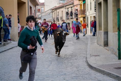 Dos Toros Y Una Vaca Brava Para El Desencajonamiento De Carbonero El Mayor