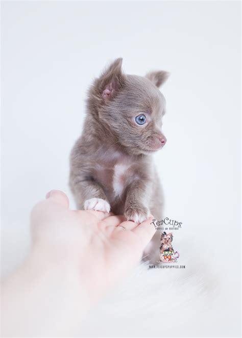 Long Haired Chihuahua Puppies Teacup Puppies Boutique