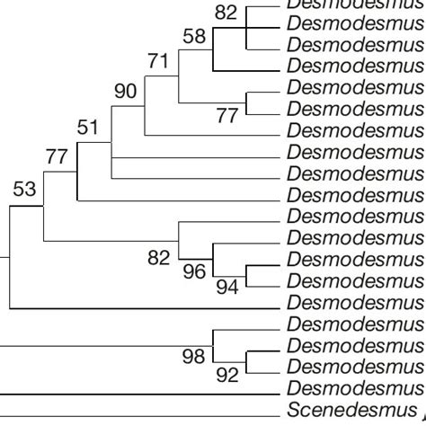 A Bootstrapped Consensus Maximum Parsimony Tree Inferred From