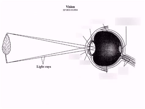 Ap Psych Ch Eye Diagram Diagram Quizlet