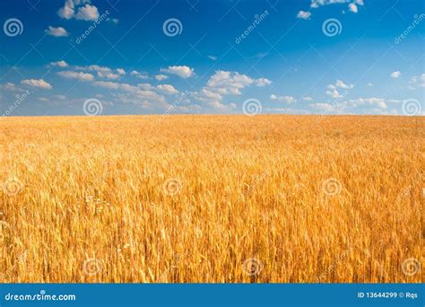 Campo De Trigo Amarillo Bajo El Cielo Azul Imagen De Archivo Imagen