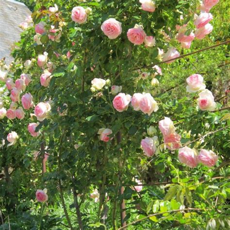 Meilleurs Rosiers Grimpants Agencement De Jardin Aux Meilleurs Prix