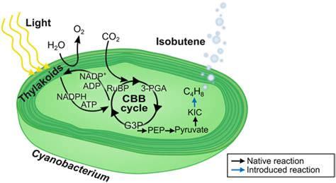 Isobutene Production In Synechocystis Sp Pcc 6803 By Introducing α