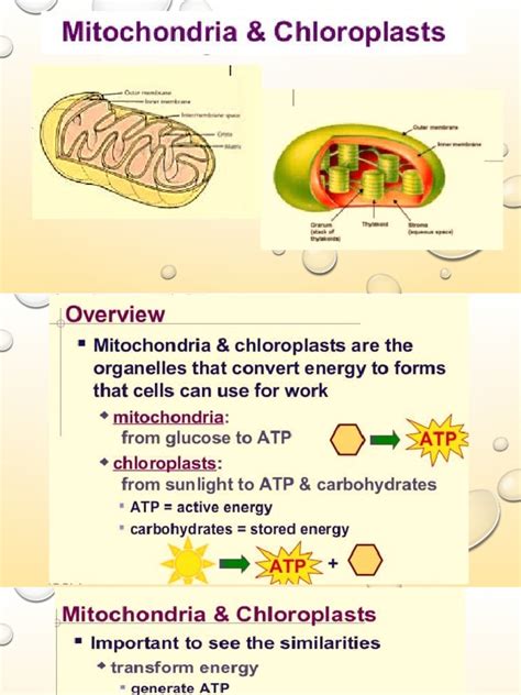 Mitochondria and Chloroplast | PDF