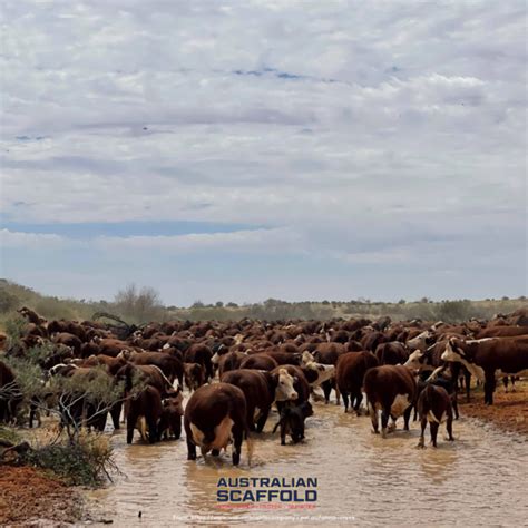 Anna Creek Australias Largest Cattle Station