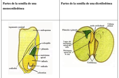 Modelo de semillas monocotiledóneas y dicotiledóneas Download