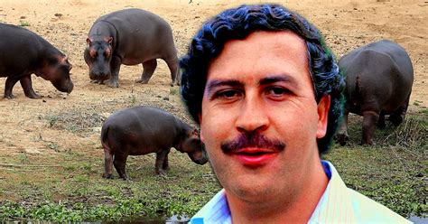 “mi Arca De Noé” La Increíble Historia Del Zoo De Pablo Escobar Y Cómo