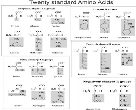 Amino Acids Chemtalk