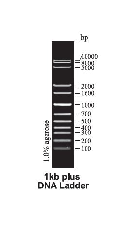 Kb Plus Dna Ladder Dna Marker Ce Marking Kits Product Tiangen