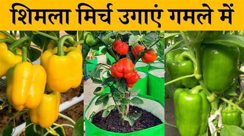 शिमला मिर्च गमले में कैसे उगाए How To Grow Capsicum At Home In Pot Shimla Mirch Kaise Ugaye