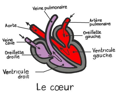 Svt Cm L Appareil Circulatoire Et Son Hygi Ne L Appareil