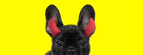 French Bulldog Dog With Devil Horns Hiding His Face Stock Image Image