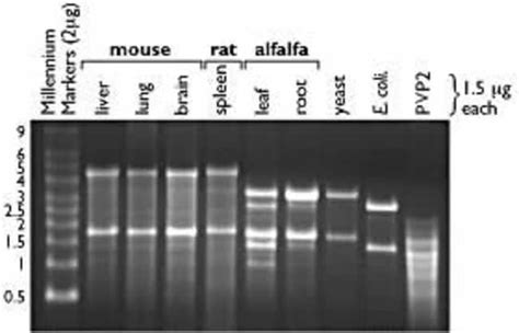 RNAqueous Total RNA Isolation Kit Thermo Fisher Scientific