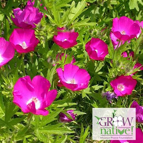 Callirhoe involucrata - Purple Poppy Mallow - Sugar Creek Gardens