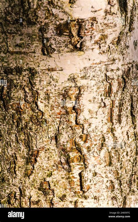 Birch Bark As A Natural Background For Further Graphic Works Stock