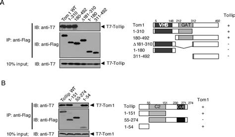 Analysis Of Domains Of Tom1 And Tollip Required For Their Interactions Download Scientific