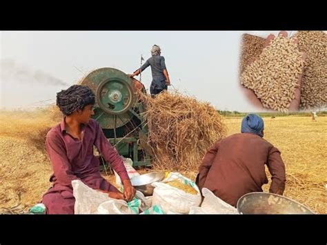 Wheat Harvesting Method Village Life Pakistan Wheat Harvesting In