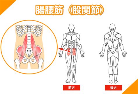 腸腰筋（大腰筋、腸骨筋／股関節の筋肉）筋肉のしくみ「解剖」と効果的な筋トレ強化法、柔軟ストレッチの方法 Youtube動画あり 大阪市