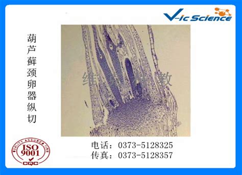 生物玻片使用装片法和涂片法时的注意事项有哪些 新乡市维克科教仪器有限公司