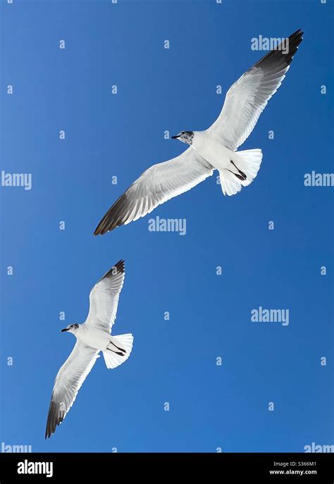 Two Seagulls Inflight With Clear Blue Sky Background Stock Photo Alamy