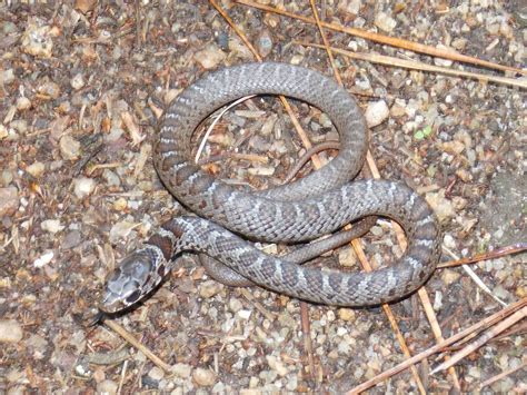 32 Juvenile Black Racer Ideas