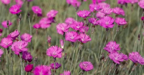 Dianthus Carthusianorum Kart User Nelke Im Pflanzenshop