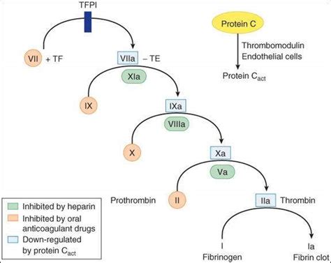 Drugs Used In Coagulation Disorders Basicmedical Key