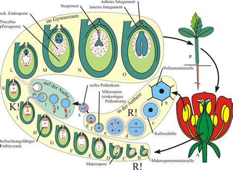 Evolution Und Biodiversität Der Pflanzen