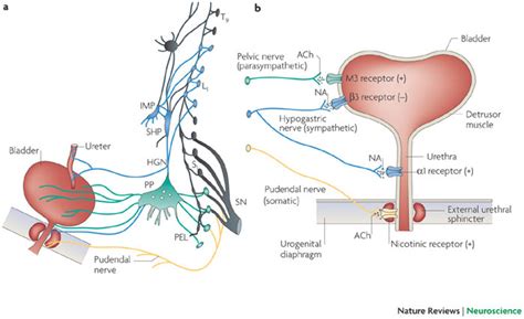 Efferent Pathways Of The Lower Urinary Tracta Innervation Of The