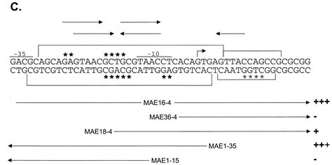 The Bldd Protein From Streptomyces Coelicolor Is A Dna Binding Protein Journal Of Bacteriology