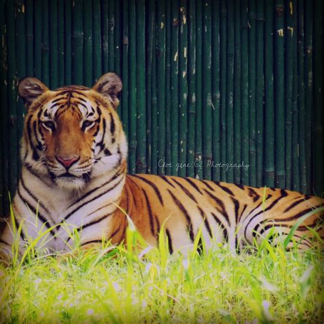 Harimau Bengal Kerajaan Foto Gratis Di Pixabay Pixabay