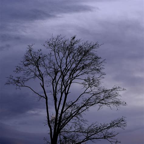 Fotos Gratis Rbol Naturaleza Horizonte Rama Invierno Nube