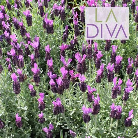 Lavender La Diva Eternal Elegance Sugar Creek Gardens