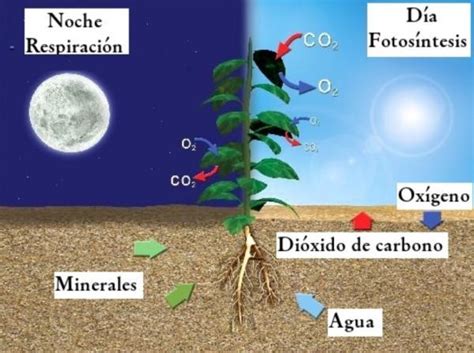 Canci N Preferencia Margaret Mitchell Proceso De La Nutricion En Las